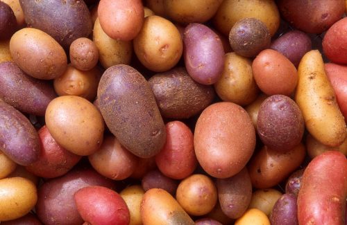potatoes of different colors